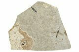 Detailed Fossil Fly (Plecia) - France #254342-1